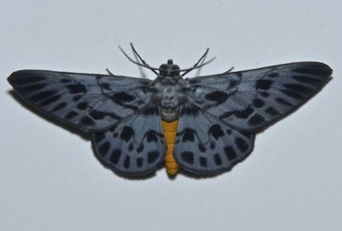 Geometrid Moth - Craspedosis arycandata  Craspedosis arycandata,Geometrid Moth,Geotagged,Kubah,Malaysia,Moth,Sarawak,Winter,moth week 2018