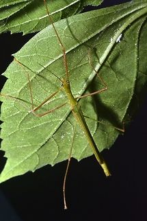 Stick Insect, Phasmid - Scionecra sp Male Phasmid from the genus Scionecra. Geotagged,Kubah,Malaysia,Phasmid,Sarawak,Scionecra,Scionecra sp,Stick Insect,Winter