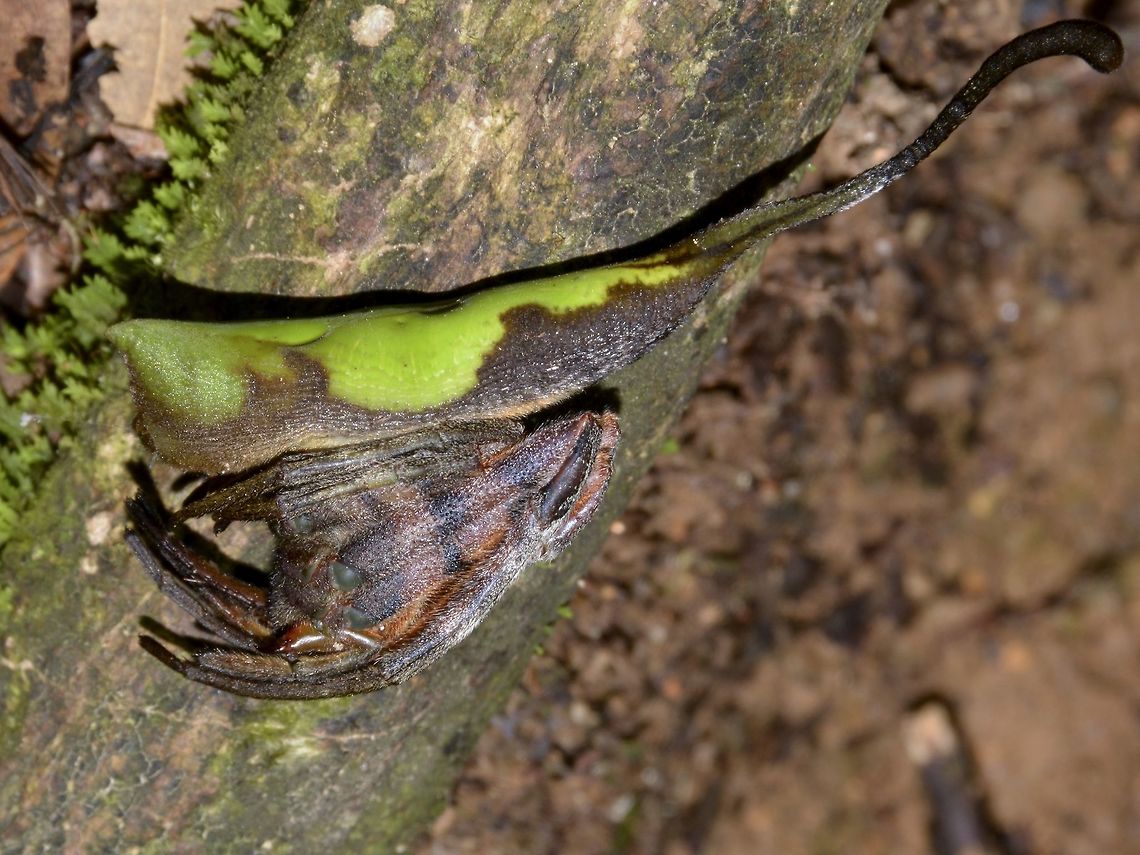 Mouhot's Rolled-Leaf Spider - Poltys mouhoti From Wikipedia, on the genus Poltys, the species Poltys mouhoti is reported from Vietnam. And it was described back from 1863.<br />
<br />
Couldn't find any 'official' reference of this species recorded outside of Vietnam.  It wouldn't be a surprise that since it is found in Vietnam, that the same species can also be found in Cambodia, Thailand or even further to Malaysia.<br />
<br />
Sightings of similar looking Spider, though not common has been reported from Peninsular, especially from one particular guy who organised herping trip and night macro photography and he identified his sightings to Poltys mouhoti.<br />
<br />
I guess the only way one can verify that it is not the same species will be to collect them and conduct scientific study on them and especially with DNA. Cameron Highlands,Geotagged,Malaysia,Mouhot's Rolled-Leaf Spider,Poltys mouhoti,Spider,Summer