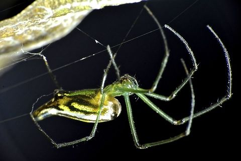Decorative Silver Orb Spider - Leucauge decorata Saw this Decorative Silver Orb Spider - Leucauge decorata around the garden of my Brother's house in Penang. Decorative Silver Orb Spider,Fall,Geotagged,Leucauge decorata,Malaysia,Orb Spider,Penang,Spider