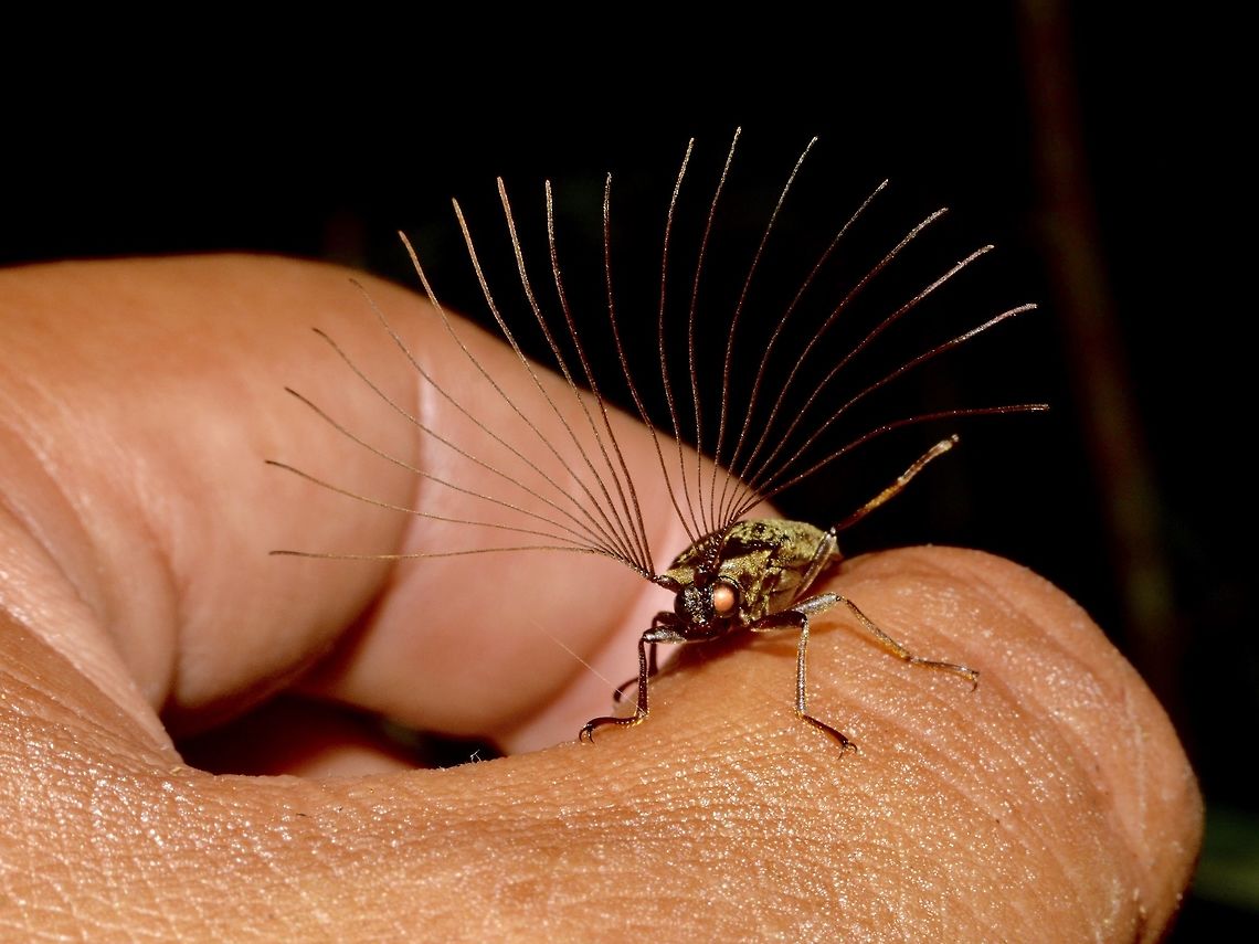 Male Cedar Beetle - Callirrhipis marmorea This Cedar Beetle - Callirrhipis marmorea was a cool find and only saw it once but 2 of them on the same night walk.<br />
As I tried to take picture of it, it flew away and landed on my left hand.  That was quite a challenge to take a pic of it with one hand on a dSLR on a macro setting.<br />
<br />
Was very lucky to see him with the antennae all opened up in a fan like display as they don't do that all the time.  I looked up online about them, and most pictures are of it with the antennae folded but can still see that it is not just a single stalk.  Since this is a male, they probably use the antennae as a way to attracts the females or using the antennae to 'feel/smell' for pheromones. Beetle,Callirrhipis marmorea,Cedar Beetle,Geotagged,Philippines,Real,Spring