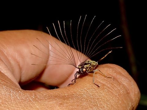 Male Cedar Beetle - Callirrhipis marmorea This Cedar Beetle - Callirrhipis marmorea was a cool find and only saw it once but 2 of them on the same night walk.
As I tried to take picture of it, it flew away and landed on my left hand.  That was quite a challenge to take a pic of it with one hand on a dSLR on a macro setting.

Was very lucky to see him with the antennae all opened up in a fan like display as they don't do that all the time.  I looked up online about them, and most pictures are of it with the antennae folded but can still see that it is not just a single stalk.  Since this is a male, they probably use the antennae as a way to attracts the females or using the antennae to 'feel/smell' for pheromones. Beetle,Callirrhipis marmorea,Cedar Beetle,Geotagged,Philippines,Real,Spring