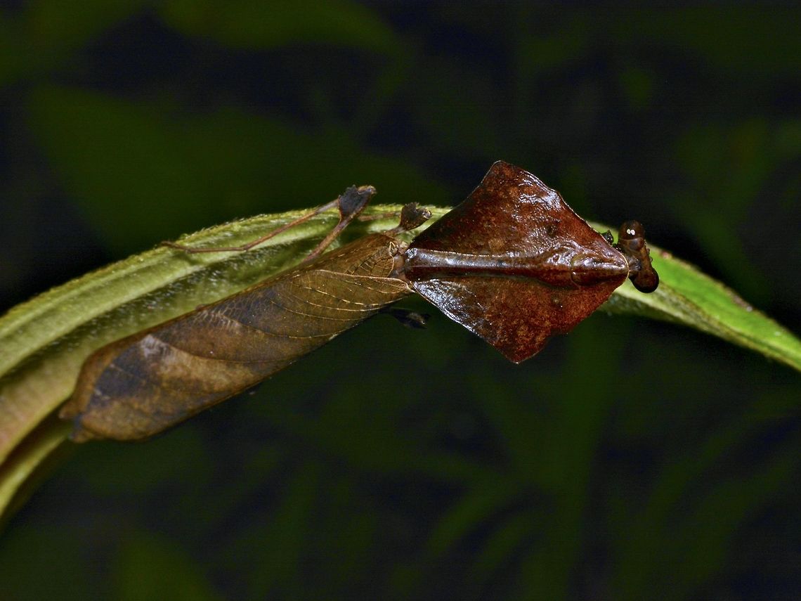 Philippines Dead Leaf Mantis - Deroplatys philippinica This Philippines Dead Leaf Mantis - Deroplatys philippinica is endemic to Philippines. Dead Leaf Mantis,Deroplatys philippinica,Geotagged,Mantis,Philippines,Praying Mantis,Real,Spring