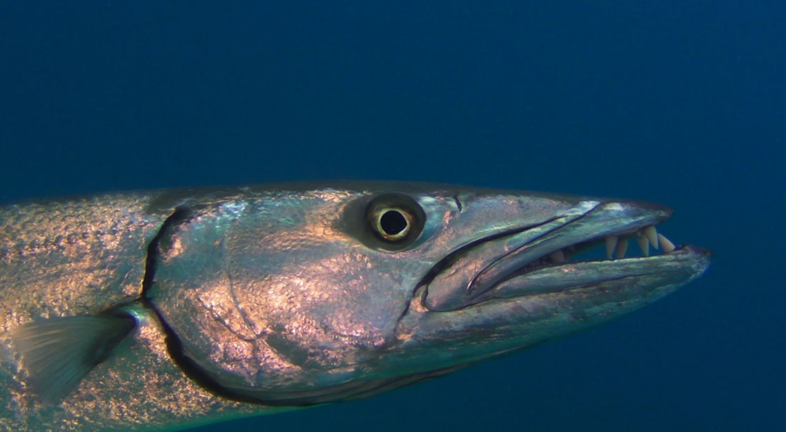 Sharp Teeth! The Great Barracuda - Sphyraena barracuda can grow longer than 1.5 meters length and they looks pretty menacing with their big and sharp teeth!<br />
<br />
There have been several documented &#039;attacks&#039; of Barracudas on scuba divers, mostly due to mistaken identity.  Scuba divers are generally advised not to wear jewelleries and &#039;shiny&#039; objects as this can attracts the attention of Barracudas.  Barracudas usually hunt/feed on smaller reef fishes and the reflections of shiny objects may let them associates it with the reflection of scales and small fishes.  Their sharp teeth can easily slice through fingers!<br />
 Barracuda,Geotagged,Great barracuda,Mabul,Malaysia,Sphyraena barracuda