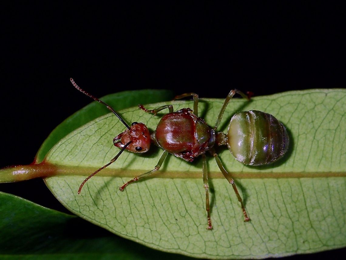 Queen Weaver Ant - Oecophylla smaragdina Quite a big sized Ant, around 2 cm, was told this is a Queen of a Weaver Ant, striking out to start her new colony. Ant,Batangas,Geotagged,Green tree ant,Oecophylla smaragdina,Philippines,Queen Ant,Summer,Weaver Ant