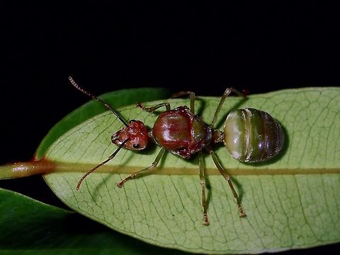 Queen Weaver Ant - Oecophylla smaragdina Quite a big sized Ant, around 2 cm, was told this is a Queen of a Weaver Ant, striking out to start her new colony. Ant,Batangas,Geotagged,Green tree ant,Oecophylla smaragdina,Philippines,Queen Ant,Summer,Weaver Ant