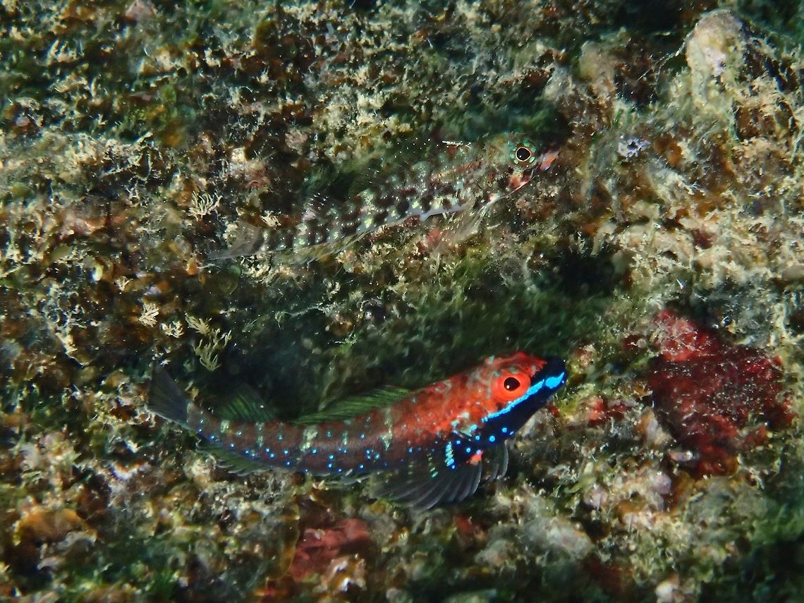 Can you see my wife? Pair of Triplefin - Helcogramma vulcanum (Updated ID - Helcogramma albimacula, newly described in 2003) Anilao,Batangas,Fish,Geotagged,Helcogramma albimacula,Philippines,Summer,Triplefin