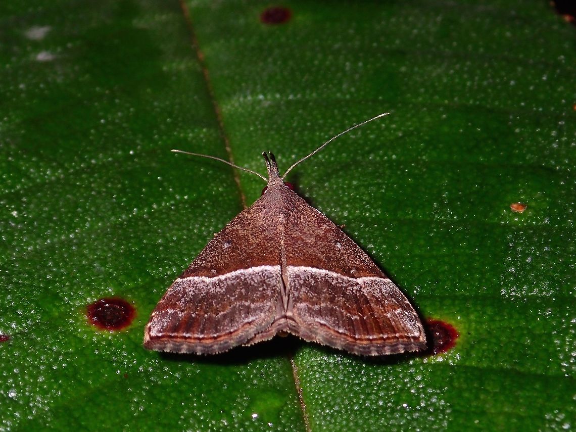Snout Moth - Dichromia sp  Dichromia,Dichromia sp,Geotagged,Moth,Philippines,Quezon,Snout Moth,Summer