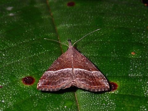 Snout Moth - Dichromia sp  Dichromia,Dichromia sp,Geotagged,Moth,Philippines,Quezon,Snout Moth,Summer