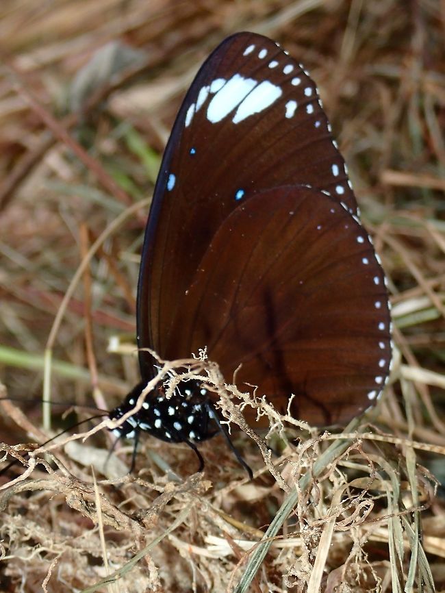 Striped Blue Crow - Euploea mulciber Male Butterfly of Striped Blue Crow - Euploea mulciber Butterfly,Euploea mulciber,Geotagged,Philippines,Quezon,Striped Blue Crow,Summer