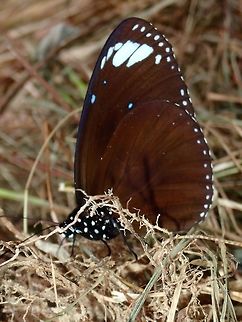 Striped Blue Crow - Euploea mulciber Male Butterfly of Striped Blue Crow - Euploea mulciber Butterfly,Euploea mulciber,Geotagged,Philippines,Quezon,Striped Blue Crow,Summer