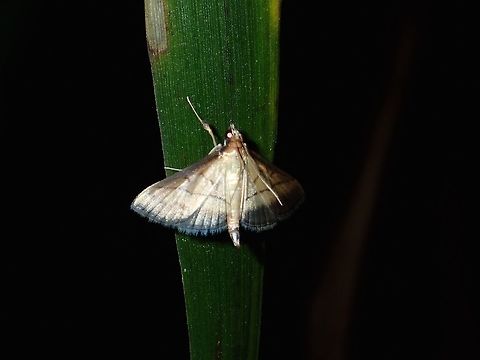 Crambid Moth - Cnaphalocrocis sp  Cnaphalocrocis,Cnaphalocrocis sp,Crambid Moth,Geotagged,Moth,Philippines,Quezon,Summer