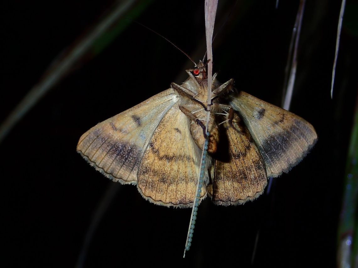 Moth - Mocis undata Not definite, but possibly Mocis undata.<br />
Was not able to take a picture from the other side as it flew away when I tried to move the leaf. Brown-striped semilooper,Geotagged,Mocis undata,Moth,Philippines,Quezon,Summer