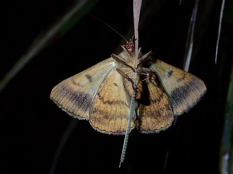Moth - Mocis undata Not definite, but possibly Mocis undata.
Was not able to take a picture from the other side as it flew away when I tried to move the leaf. Brown-striped semilooper,Geotagged,Mocis undata,Moth,Philippines,Quezon,Summer