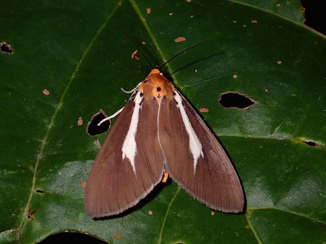 Snouted Tiger Moth - Asota heliconia philippina Subspecies of Snouted Tiger Moth - Asota heliconia philippina Asota heliconia,Geotagged,Moth,Philippines,Quezon,Snouted Tiger Moth,Summer