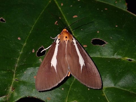 Snouted Tiger Moth - Asota heliconia philippina Subspecies of Snouted Tiger Moth - Asota heliconia philippina Asota heliconia,Geotagged,Moth,Philippines,Quezon,Snouted Tiger Moth,Summer