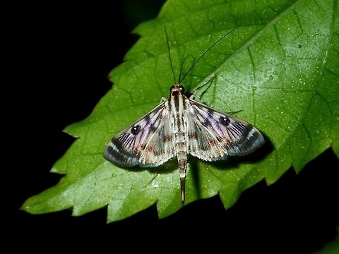 Crambid Moth - Rhimphalea ochalis  Crambid Moth,Geotagged,Moth,Philippines,Quezon,Rhimphalea ochalis,Summer