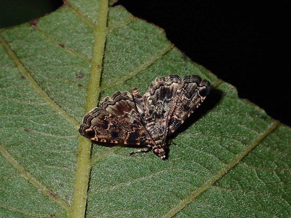 Moth - Pyralis manihotalis  Geotagged,Moth,Philippines,Pyralis manihotalis,Quezon,Summer