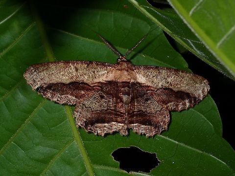 Geometrid Moth - Chorodna strixaria Not definitely sure, possibly Chorodna strixaria Chorodna strixaria,Geometrid Moth,Geotagged,Moth,Philippines,Quezon,Summer
