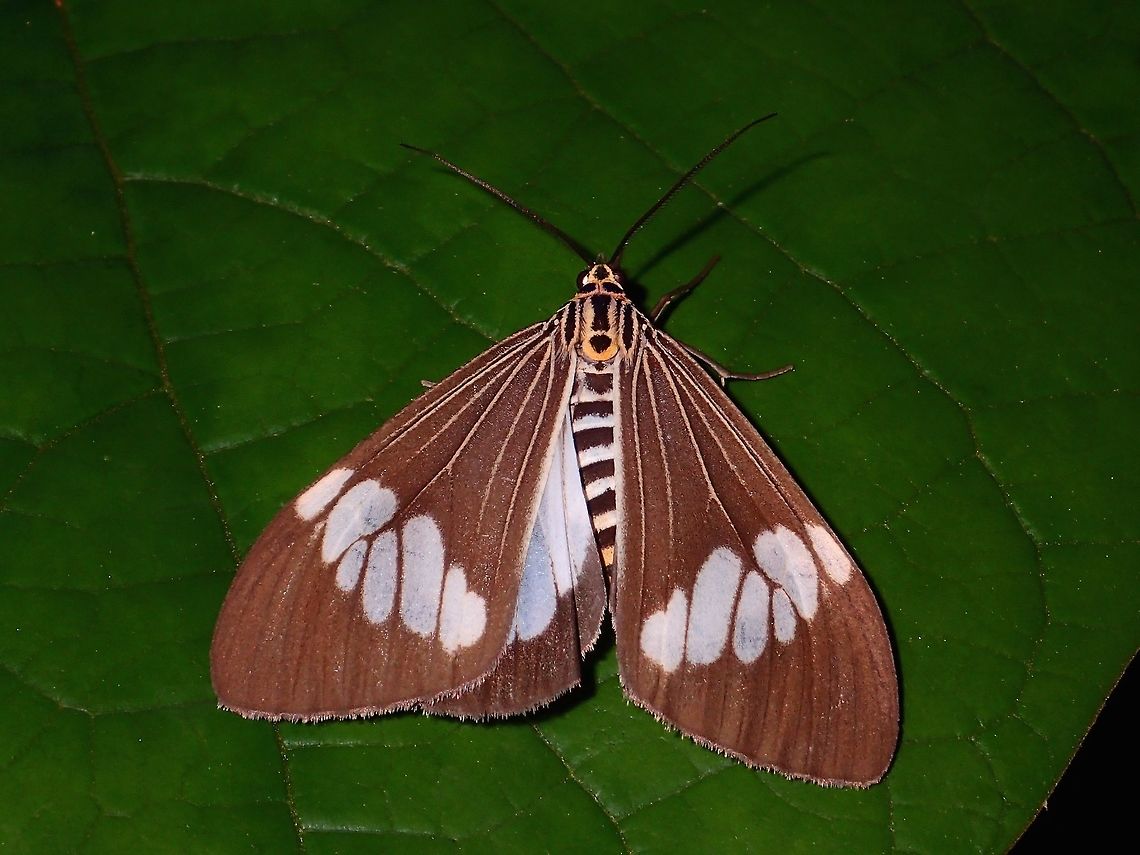 Erebid Moth - Nyctemera baulus integra Sub-species of Erebid Moth - Nyctemera baulus integra Erebid Moth,Geotagged,Moth,Nyctemera baulus,Philippines,Quezon,Summer