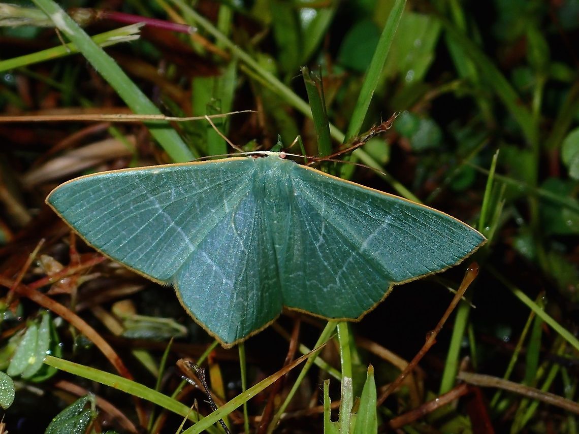 Moth - Pelagodes sp  Geotagged,Moth,Pelagodes,Pelagodes sp,Philippines,Quezon,Summer