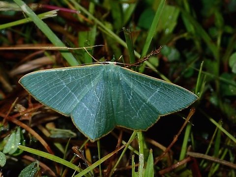 Moth - Pelagodes sp  Geotagged,Moth,Pelagodes,Pelagodes sp,Philippines,Quezon,Summer
