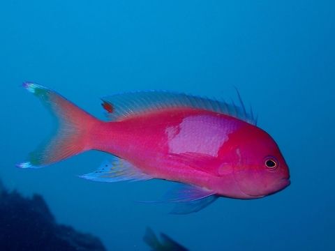 Squarespot Anthia - Pseudanthias pleurotaenia  Anilao,Anthia,Batangas,Fish,Geotagged,Philippines,Pseudanthias pleurotaenia,Squarespot anthias,Summer