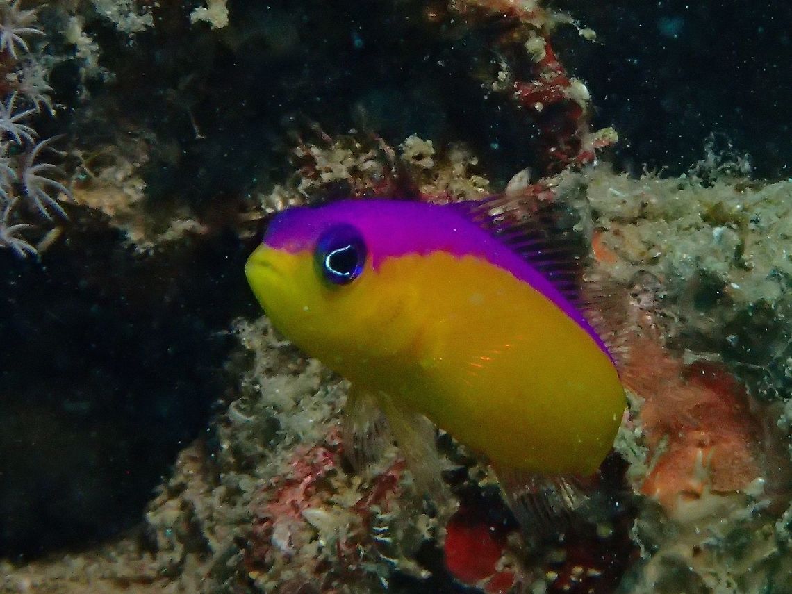 Purpletop Dottyback - Pseudochromis diadema The Purpletop Dottyback - Pseudochromis diadema is bright yellow with magenta band from snout to end of dorsal fin. Anilao,Batangas,Dottyback,Fish,Geotagged,Philippines,Pictichromis diadema,Purpletop Dottyback,Summer