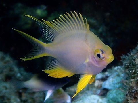 Orbicular Damselfish
