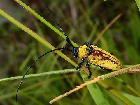 Praetorius Longhorn Beetle - Cereopsius praetorius  Beetle,Cereopsius praetorius,Geotagged,Infanta,Longhorn Beetle,Philippines,Quezon,Summer