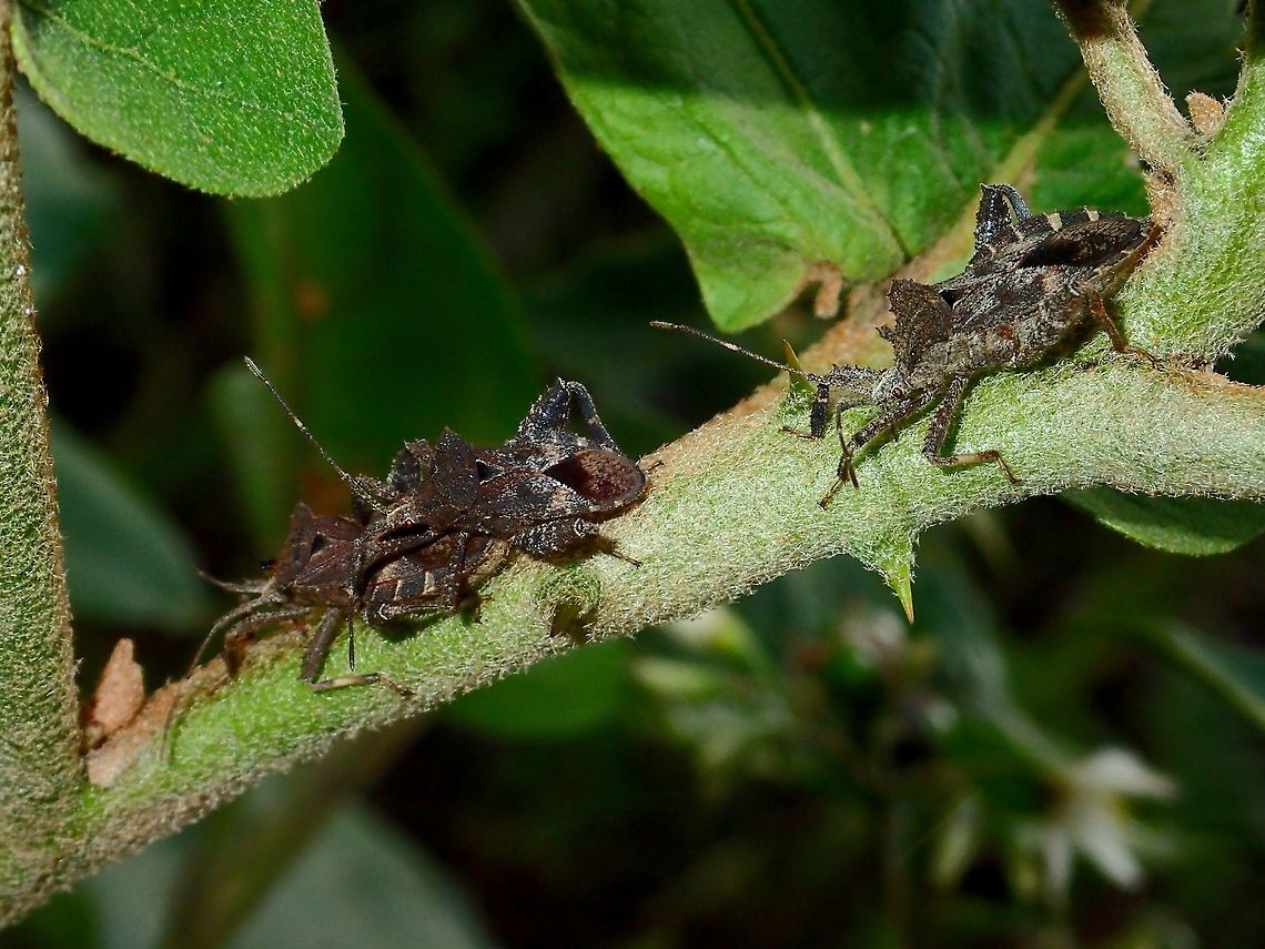 Coreid Bug - Acanthocoris scabrator  Acanthocoris scabrator,Bug,Coreid Bug,Geotagged,Infanta,Philippines,Quezon,Summer