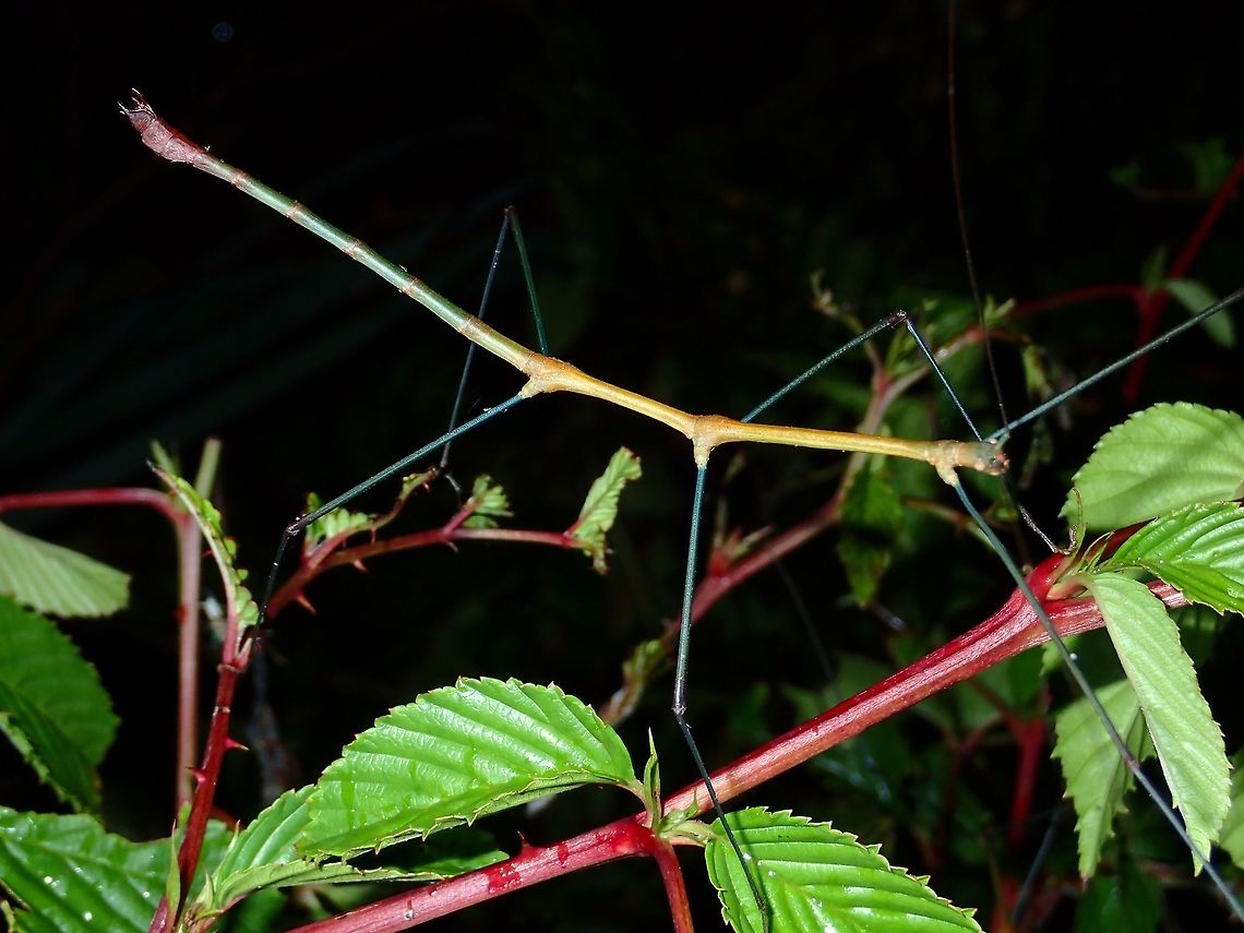 Stick Insect/Phasmid - Lonchodes dalawangsungay Male Phasmid of the species Lonchodes dalawangsungay Geotagged,Infanta,Lonchodes dalawangsungay,Phasmid,Philippines,Quezon,Stick Insect,Summer