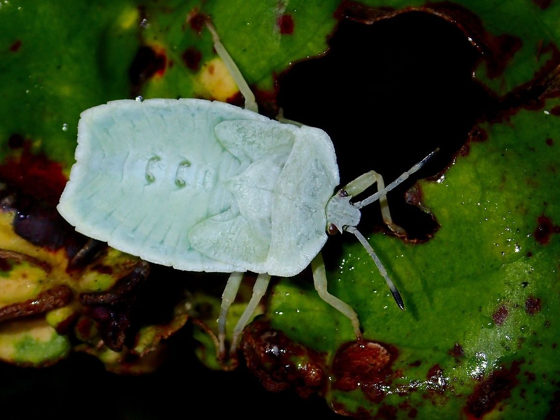 Nymph of Stink Bug  Geotagged,Infata,Philippines,Quezon,Stink Bug,Summer