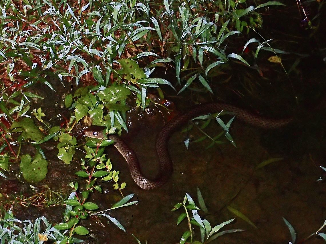 Smooth-scaled Mountain Rat Snake - Ptyas luzonensis Not definitely sure, possibly a Smooth-scaled Mountain Rat Snake.  It was around 2 meters or more in length.<br />
Found it in a pond along a road, it was hunting among the Tree Frogs.<br />
Couldn&#039;t get closer shots of it for definite ID because I wasn&#039;t sure if its a venomous Snake and also I didn&#039;t want to get wet in the pond.<br />
<br />
The Smooth-scaled Mountain Rat Snake is endemic to Philippines. Geotagged,Infanta,Philippines,Ptyas luzonensis,Quezon,Rat Snake,Smooth-scaled Mountain Rat Snake,Snake,Summer