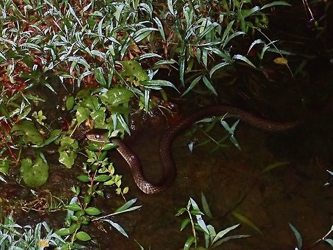 Smooth-scaled Mountain Rat Snake