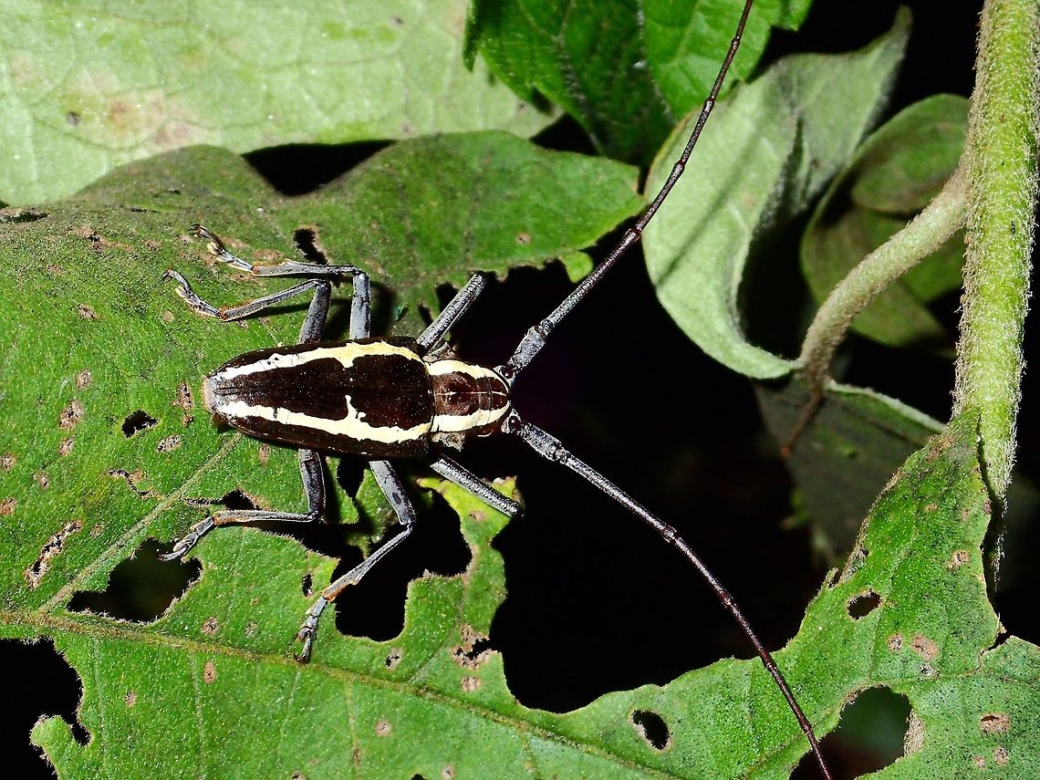 Ambigenus Longhorn Beetle - Epepeotes ambigenus  Ambigenus Longhorn Beetle,Beetle,Epepeotes ambigenus,Geotagged,Infanta,Longhorn Beetle,Philippines,Quezon,Summer