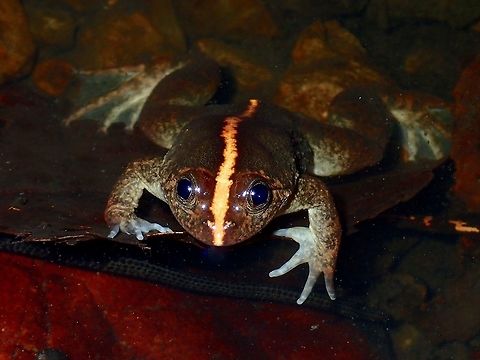 Common Puddle Frog - Occidozyga laevis Common Puddle Frog - Occidozyga laevis, also known as Yellow Bellied Frog, seen in a shallow river.
This one has a striking orange band/stripe from its snout running down its back. Atimonan,Common puddle frog,Frog,Geotagged,Occidozyga laevis,Philippines,Quezon,Summer