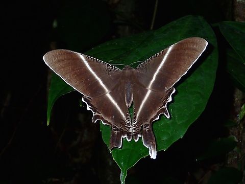 Giant Uraniid Moth or Tropical Swallowtail Moth This Giant Uraniid Moth or Tropical Swallowtail Moth - Lyssa menoetius is less common compared to the more commonly seen Lyssa zampa. Atimonan,Geotagged,Giant Uraniid Moth,Lyssa menoetius,Moth,Philippines,Quezon,Summer,Tropical Swallowtail Moth