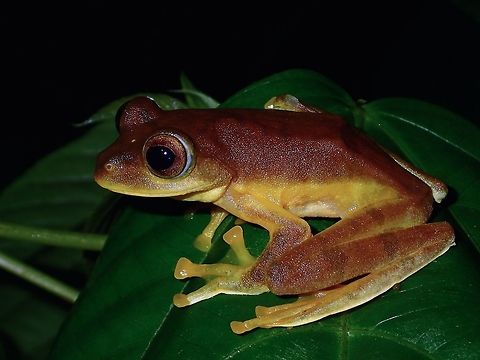 Harlequin Flying Frog - Rhacophorus pardalis  Atimonan,Frog,Geotagged,Harlequin Flying Frog,Philippines,Quezon,Rhacophorus pardalis,Summer