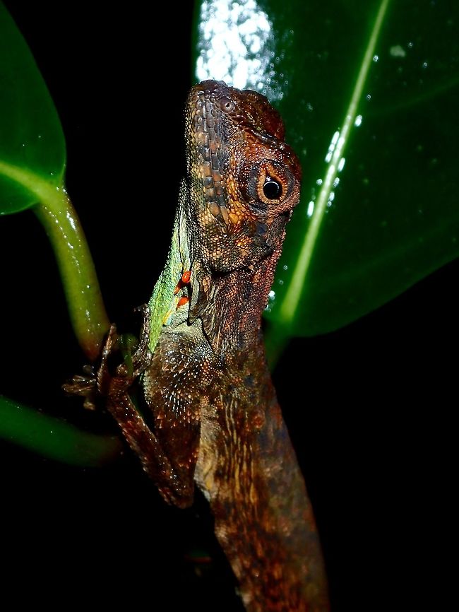 Philippine Flying Dragon - Draco spilopterus Male of Philippine Flying Dragon - Draco spilopterus.<br />
Its dewlap has a few mites on it. Atimonan,Draco spilopterus,Flying Dragon,Flying Lizard,Geotagged,Lizard,Philippine Flying Dragon,Philippines,Quezon,Summer
