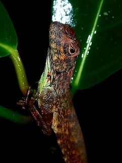 Philippine Flying Dragon - Draco spilopterus Male of Philippine Flying Dragon - Draco spilopterus.
Its dewlap has a few mites on it. Atimonan,Draco spilopterus,Flying Dragon,Flying Lizard,Geotagged,Lizard,Philippine Flying Dragon,Philippines,Quezon,Summer