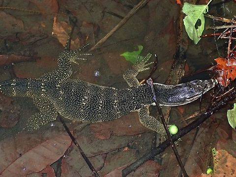 Monitor Lizard - Varanus dalubhasa Small Monitor Lizard - Varanus dalubhasa, around 1 meter length including the tail.
Saw it in the water of a shallow river, first saw the tail, the head was covered in dead leafs and I had thought it was a Snake.  When I slowly removed the dried leafs covering its head, it moves about a meter away, exposing its full head and body, allowing me to get this picture.

Received the ID from a Filipino Hepertologist.  He thinks this could be Varanus dalubhasa as it doesn't has the typical look of the other possible ID, Varanus marmoratus.  Varanus dalubhasa was recently described in 2014. Atimonan,Geotagged,Lizard,Monitor Lizard,Philippines,Quezon,Summer,Varanus dalubhasa