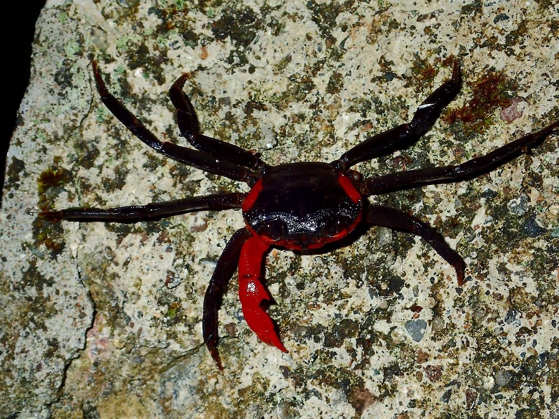 Land Crab - Sundathelphusa longipes Saw this Land Crab - Sundathelphusa longipes along a road side.<br />
It has interesting colouration, almost all black in colour with black bands on the sides of its body.<br />
Its claw is all red in colour. Crab,Geotagged,Infanta,Philippines,Quezon,Summer,Sundathelphusa longipes