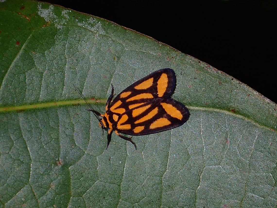 Erebid Moth - Darantasia cuneiplena  Atimonan,Darantasia cuneiplena,Erebid moth,Geotagged,Lichen Moth,Moth,Philippines,Quezon,Summer