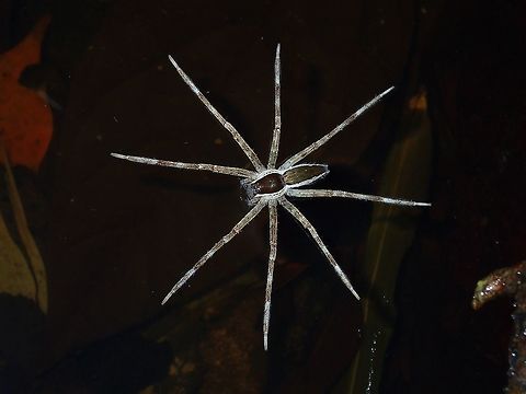 Fishing Spider - Thalassius albocinctus Saw this Fishing Spider - Thalassius albocinctus on a shallow stream/river with puddles of water on the side. There were some small fishes and tadpole in that puddle, but didn't get to see this Spider catching any of them :( Atimonan,Fishing spider,Geotagged,Philippines,Quezon,Spider,Summer,Thalassius albocinctus