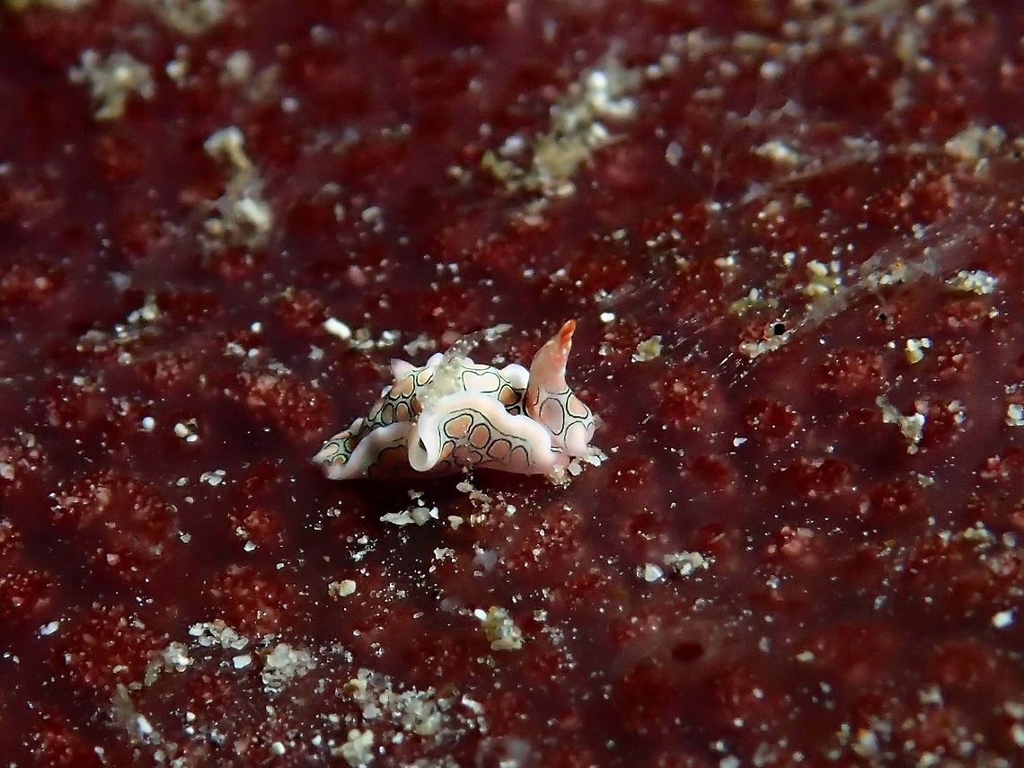 Psychedelic Batwing Slug - Sagaminopteron psychedelicum This Psychedelic Batwing Slug - Sagaminopteron psychedelicum is very small in size, just around 3-4 mm, the beautiful markings on its body is hardly visible with the naked eyes. Anilao,Batangas,Geotagged,Nudibranch,Philippines,Psychedelic Batwing Slug,Sagaminopteron psychedelicum,Summer