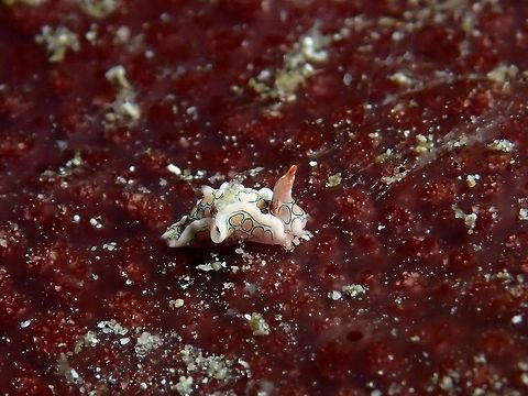 Psychedelic Batwing Slug - Sagaminopteron psychedelicum This Psychedelic Batwing Slug - Sagaminopteron psychedelicum is very small in size, just around 3-4 mm, the beautiful markings on its body is hardly visible with the naked eyes. Anilao,Batangas,Geotagged,Nudibranch,Philippines,Psychedelic Batwing Slug,Sagaminopteron psychedelicum,Summer