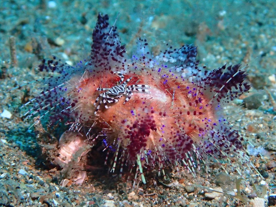 Magnificent Fire Urchin - Asthenosom varium The Asthenosoma varium is called Fire Urchin for the red colours associating it with fire but also for the intense pain if stung by them.<br />
<br />
Some Crustaceans lives commensally with them and in the picture, a small Zebra Crab can be seen on it. Anilao,Asthenosoma varium,Asthenosoma varium (Fire Urchin),Batangas,Fire Urchin,Geotagged,Philippines,Sea Urchin,Summer