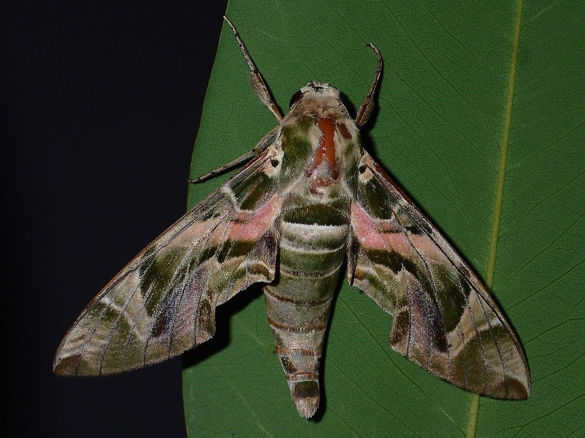 Oleander Hawkmoth - Daphnis nerii This beautiful Oleander Hawkmoth - Daphnis nerii flew into the dining area at the Resort I was staying at during my diving weekend, and landed on the floor.  I put it out to the garden for this picture. Anilao,Batangas,Daphnis nerii,Geotagged,Hawkmoth,Moth,Oleander Hawk-moth,Philippines,Summer