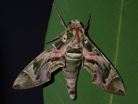 Oleander Hawkmoth - Daphnis nerii This beautiful Oleander Hawkmoth - Daphnis nerii flew into the dining area at the Resort I was staying at during my diving weekend, and landed on the floor.  I put it out to the garden for this picture. Anilao,Batangas,Daphnis nerii,Geotagged,Hawkmoth,Moth,Oleander Hawk-moth,Philippines,Summer